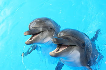 Dolphins Playing Hawaiian Playset